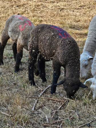 Lambs 1