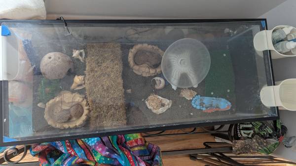 Hermit crab up for adoption (Lake Forest Park)