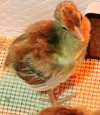 Peachicks Purple and Blue 1