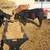 Feed bunks 3 thumbnail