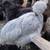 Silkie Hens ~All Feather Types Silkie, Satin, Frizzle, Satin Frizzle 2 thumbnail