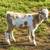 Dappled Nigerian silky 1 thumbnail