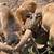 American Blackbelly Sheep - borregos 6 thumbnail