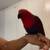 Female eclectus 2 thumbnail