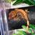 Crested Gecko Babies 1 thumbnail