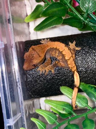 Crested Gecko Babies 1