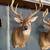 Whitetail Deer Mount 3 thumbnail