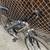 KHS Sport 17” Mountain bike - 3x7 gears, grip shift - READ listing 3 thumbnail