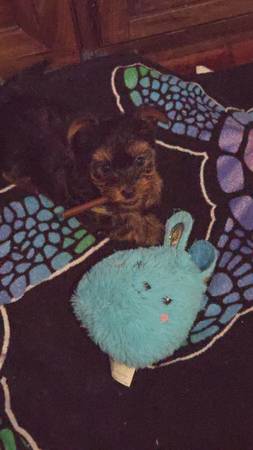 Yorkshire Terrier Puppy 1