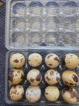 Quail Eggs (Dozen) 1