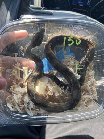 Female Boa63859315675267120