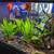 Complete 65-Gallon Custom Freshwater Aquarium Setup - Vibrant & Well-E 10 thumbnail