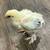 Beautiful Light Brahma Chicks (2wks old) -$4.50 -Brownsboro, TX 3 thumbnail