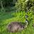 Adult male Emu 1 thumbnail