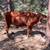 3 year old milking devon/brown swiss milk cow 2 thumbnail