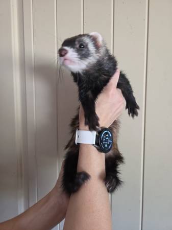 REHOMING FERRETS (Clinton)63670591594625121