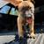 Belgian malinois rehome 15 thumbnail
