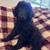 Rehoming Standard poodle puppies 5 thumbnail