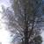Amigos Tree services LLC 1 thumbnail
