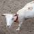 Nigerian dwarf starter herd 1 thumbnail
