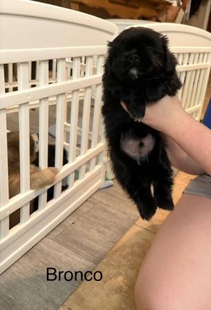 Cachorros machos mezcla de Shih Tzu63967146903043124