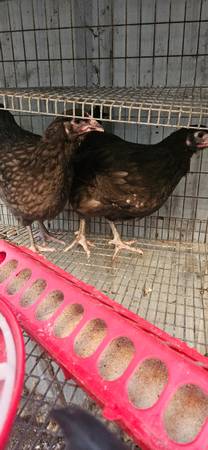 Gallinas jóvenes Orpington chocolate de 5 meses - $40 (Oakdale)63470291006849121
