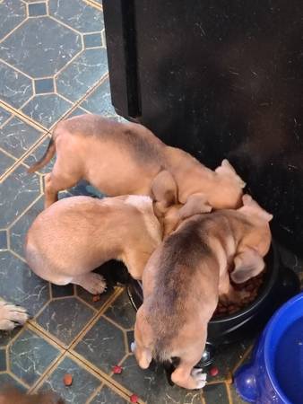 Pit mix (Dothan)63849834483713120