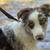 Red Merle Australian Shepherd 8 months old needs to be rehomed 2 thumbnail