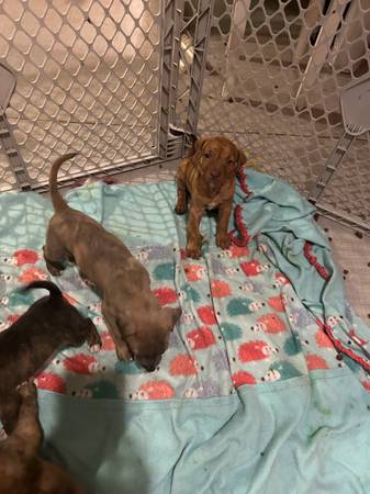 AmStaff Puppies 1