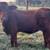 Beefmaster Open Heifers 7 thumbnail