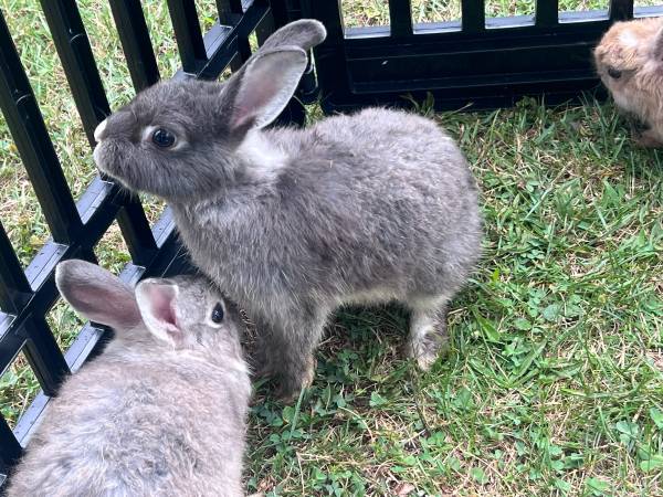 Adopción de conejos (Madison)575664875185131521