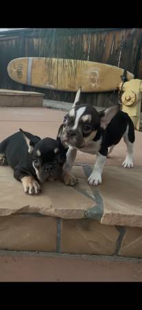 frenchie 1