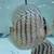 Live Freshwater Fish Discus, Guppy, Molly, Parrot Cichlid, Flowerhorn 1 thumbnail