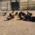 Chickens and Roosters 1 thumbnail