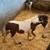 Mini horse stud colt 3 thumbnail