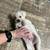 Schnoodles! 3 thumbnail