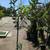 Guava Tree 12 thumbnail