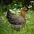 Chickens, ONLY GIRLS. 4 thumbnail