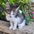 Kittens 2 thumbnail