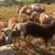 Dairy sheep rams 1 thumbnail