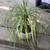 A large healthy and lovely ponytail palm plant 1 thumbnail