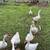 Layer Hens For Sale 6 thumbnail