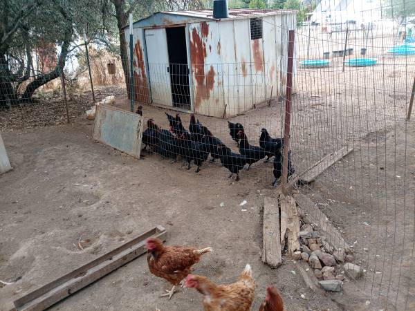 Black Copper Maran Laying Hens 1