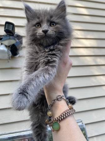Maine coon kittens mixed with domesticated longhaired 50% !!63961118893826120