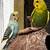 Parakeets available now $25 all colors 4 thumbnail