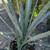 Agave Tequilana 11 thumbnail