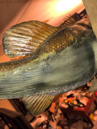Vintage mounted bass decorative on drift wood - $150 (Louisville)62972000549505124