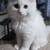 Kittens 2 thumbnail
