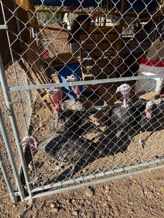 Turkey 1