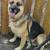 German shepherd dog 2 thumbnail